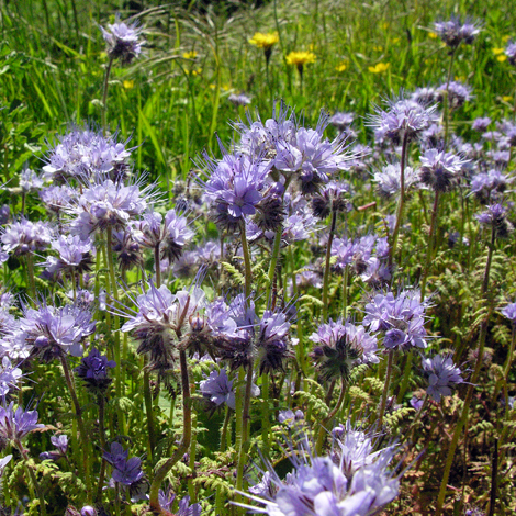 Phacelia tanacetifolia whole