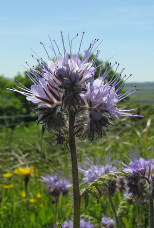 Phacelia tanacetifolia close