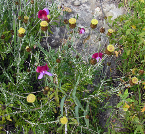 Phagnalon rupestre whole