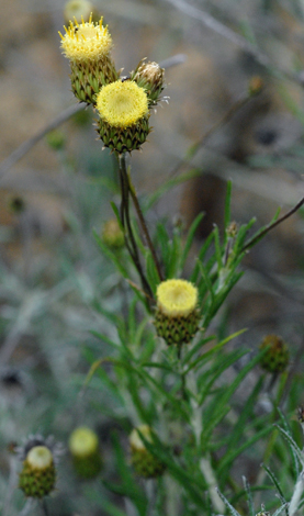 Phagnalon rupestre close