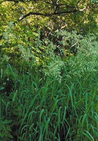 Phalaris arundinacea whole