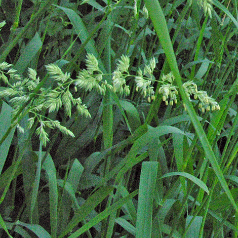 Phalaris arundinacea close