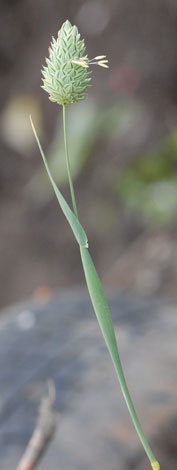 Phalaris canariensis stem and flowerhead