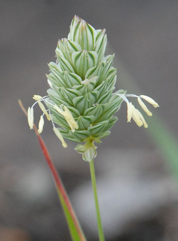 Phalaris canariensis flower head