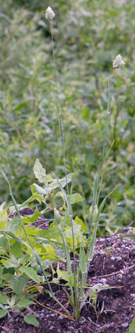 Phalaris canariensis whole