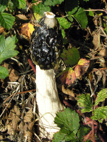 Phallus impudicus