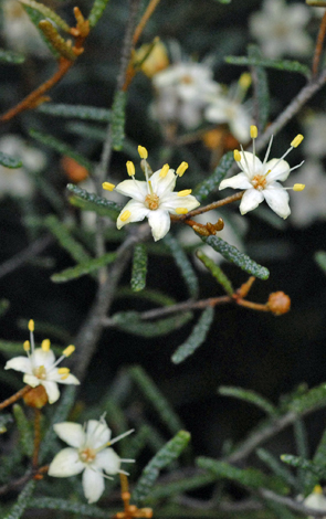 Phebalium tuberculosum close
