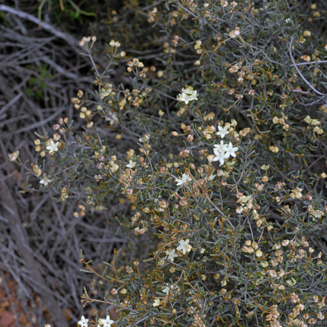 Phebalium tuberculosum whole