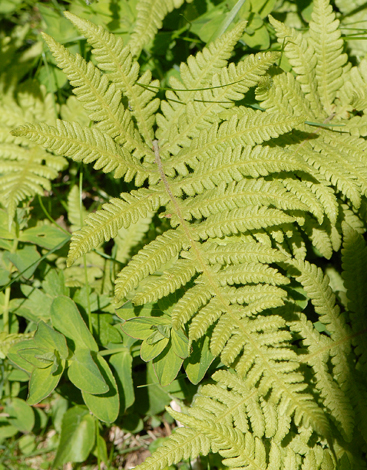 Phegopteris connectilis Europe close