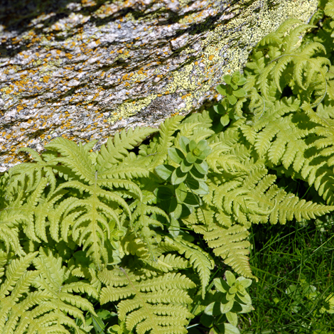 Phegopteris connectilis Europe whole