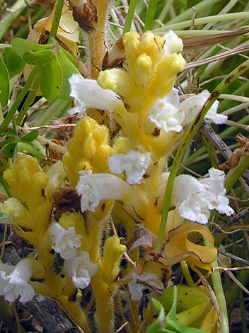 Phelipanche nana ssp meltiensis close