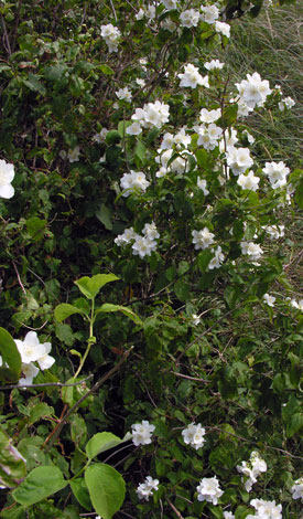 Phildeplphus sp whole