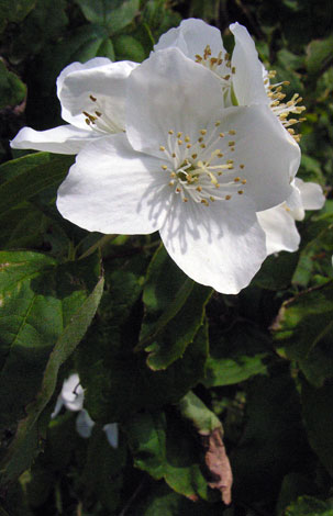 Phildeplphus sp whole