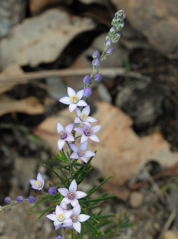 Philotheca spicata close