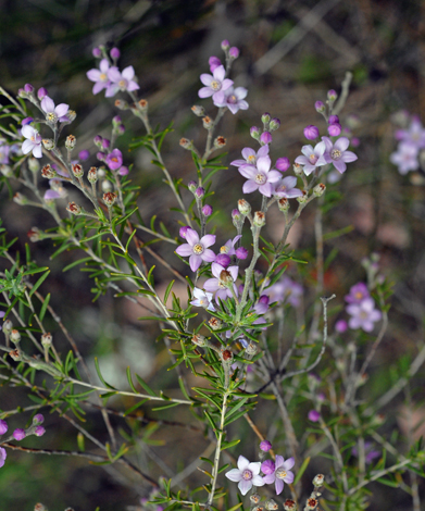 Philotheca spicata whole