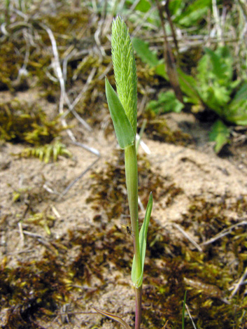 Phleum arenarium whole