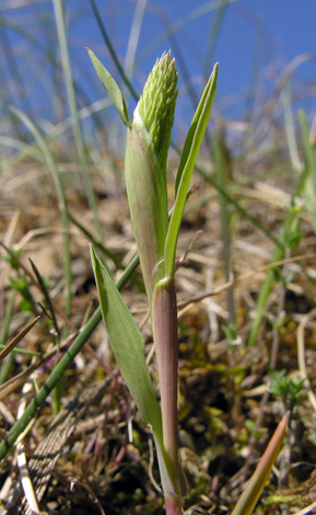 Phleum arenarium bud