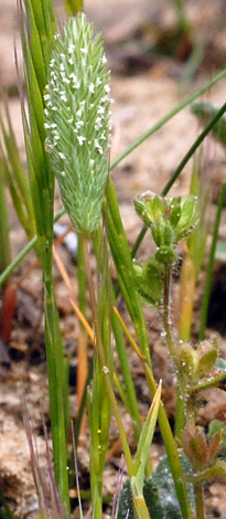 Phleum arenarium close