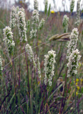 Phleum phleoides immature