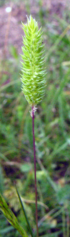 Phleum phleoides immature