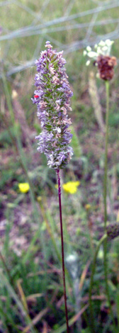 Phleum phleoides immature