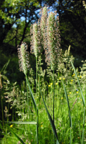 Phleum pratense whole