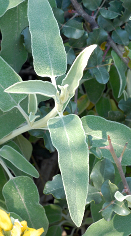 Phlomis fruticosa leaves