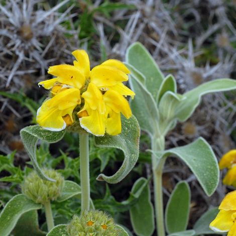 Phlomis fruticosa whole