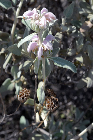Phlomis purpurea close