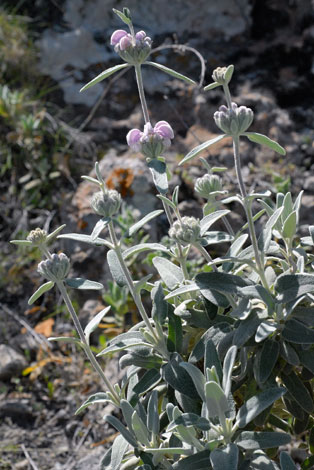 Phlomis purpurea whole