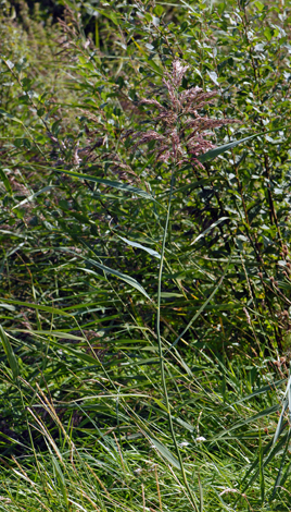 Phragmites australis