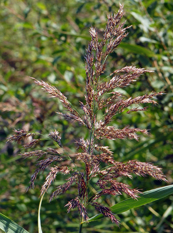 Phragmites australis