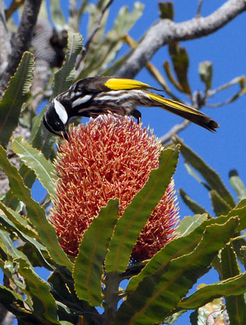 Phylidonyris novaehollandiae side