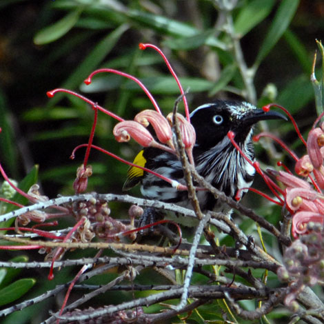 Phylidonyris novaehollandiae front