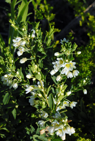 Phyllanthes calycinus close