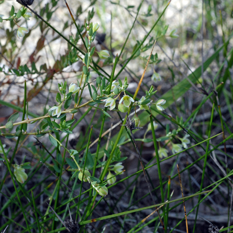 Phyllanthes calycinus whole