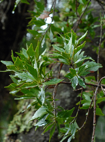 Phylocladus aspleniifolius close