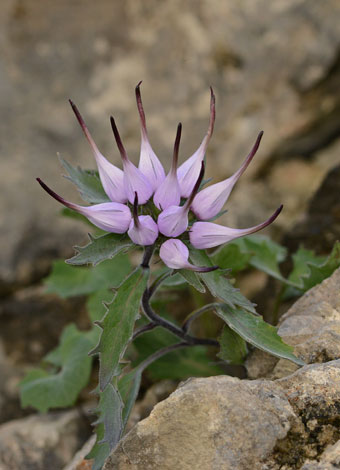 Physoplexisi comosa close