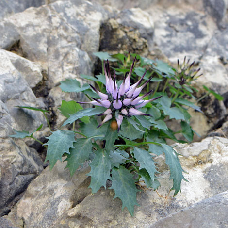 Physoplexisi comosa whole