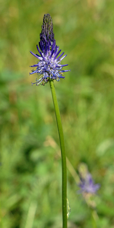 Phyteuma betonicifolium close