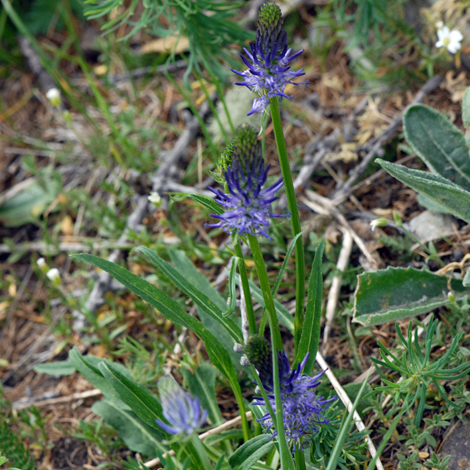 Phyteuma betonicifolium whole