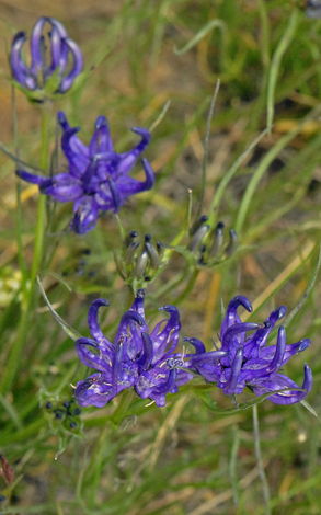 Phyteuma humile close