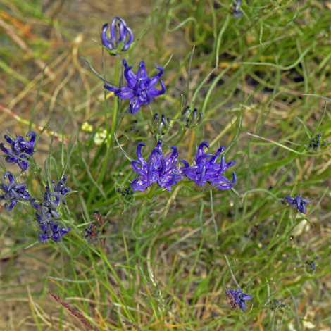 Phyteuma humile whole