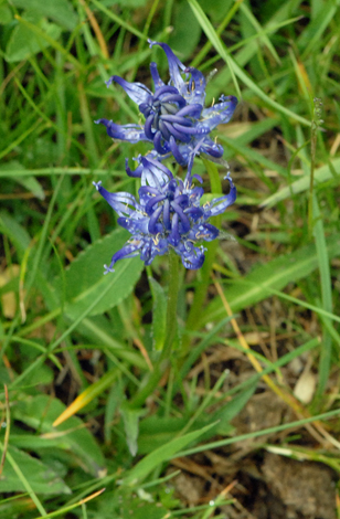 Phyteuma orbiculare close