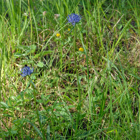 Phyteuma orbiculare whole