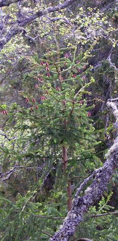 Picea abies flowers