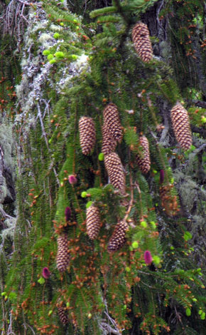 Picea abies fruit