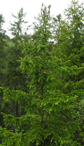 Picea abies whole