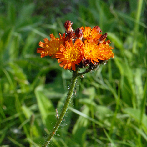 Pilosella aurantiaca close