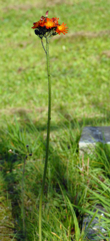 Pilosella aurantiaca whole